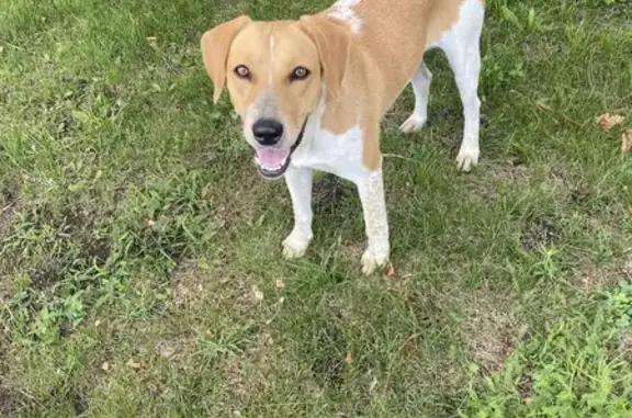 Найдена собака, Тульская область, фото: Найдена собака, Лазаревское, Тула