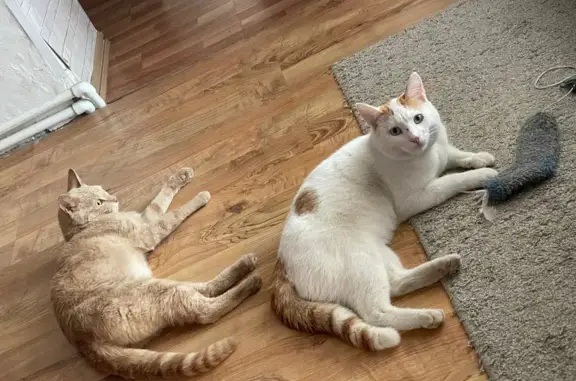 Кошки потеряшки, Славянск-на-Кубани, фото: Потеряшка кошка, ул. Крупской 174, Славянск