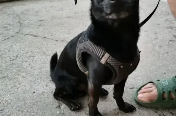 Найдена собака, Санкт-Петербург, фото: Собака найдена у Пулковская, 9 к1 СПб