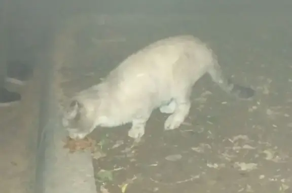 Кошка найдена: Подольских Курсантов, 8 к2