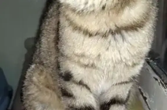 Найдена кошка, Владикавказ, фото: Найден кот у магазина Фасоль, Владикавказ