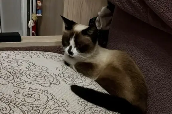 Кошка найдена: Мелитопольский пер., Москва