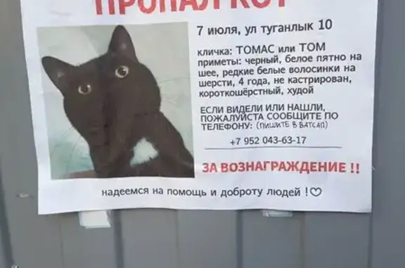 Кошки потеряшки, Казань, фото: Потеряшка чёрная кошка, ул. Туганлык, 10
