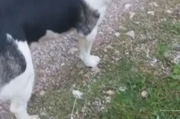 Найдена собака, Московская область, фото: Собака найдена по фото, Московская область