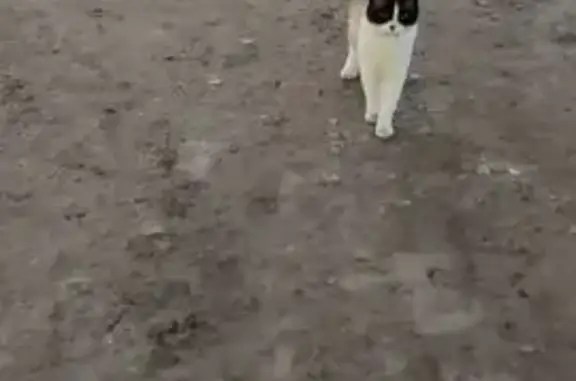 Кошка найдена на Юбилейной улице, Псков