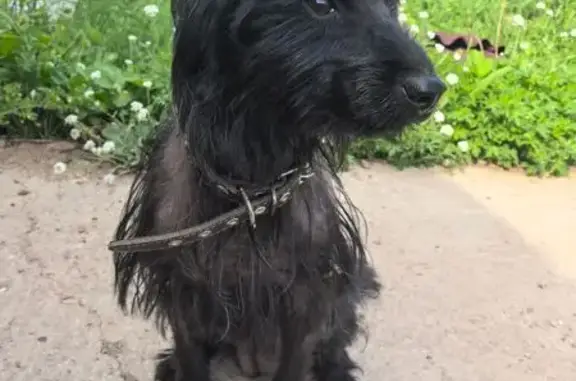 Найдена собака, Куда, фото: Найдена собака на Июльской, 11, Куда