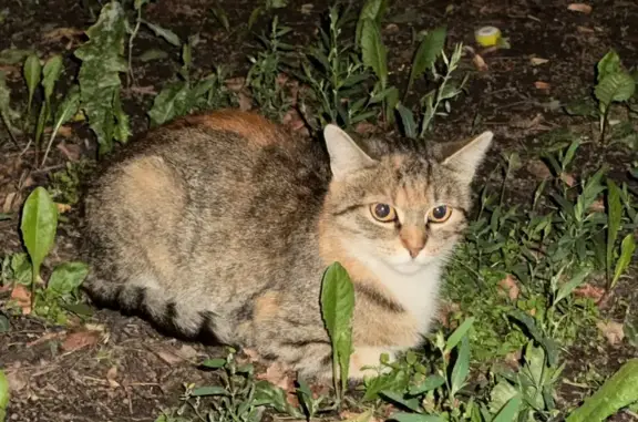 Найдена кошка, Таганская площадь, Москва