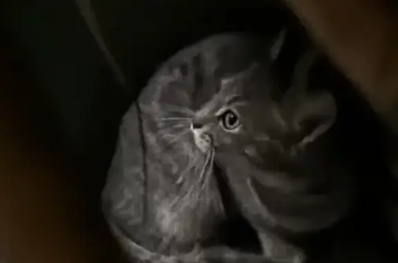 Найдена кошка, , фото: Кошка найдена: ул. Бориса Полевого, 14