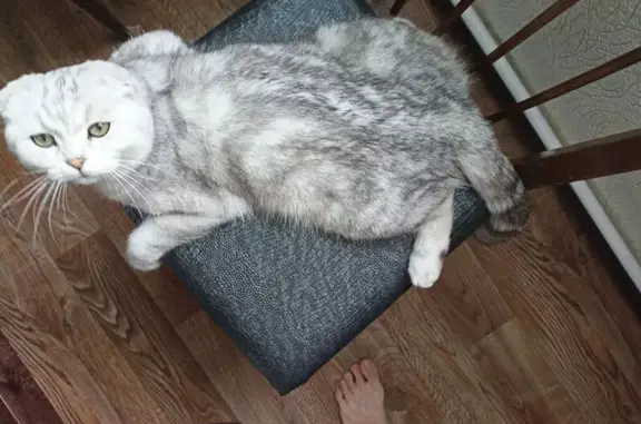 Пропал кот Осик, Нефтекамск, ул. Малая