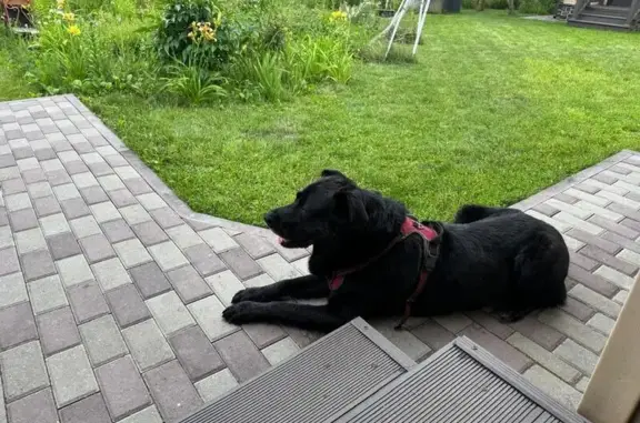 Найдена собака, Полевая ул., Проскурниково