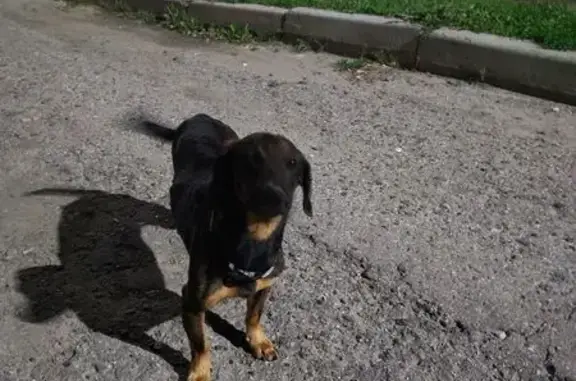 Найдена собака, Чебоксары, фото: Собака найдена: ул. Сапожникова, 8, Чебоксары