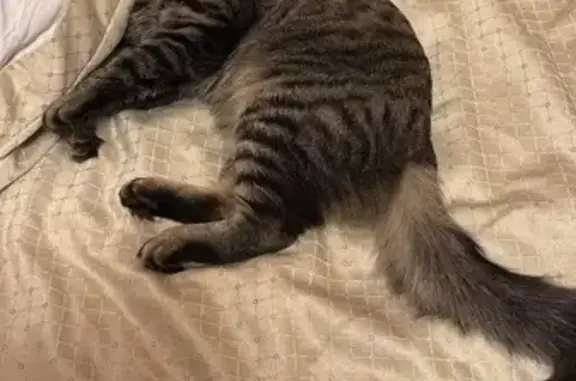 Потерянные животные Селецкое, фото: Пропала кошка у трассы, Селецкое СП