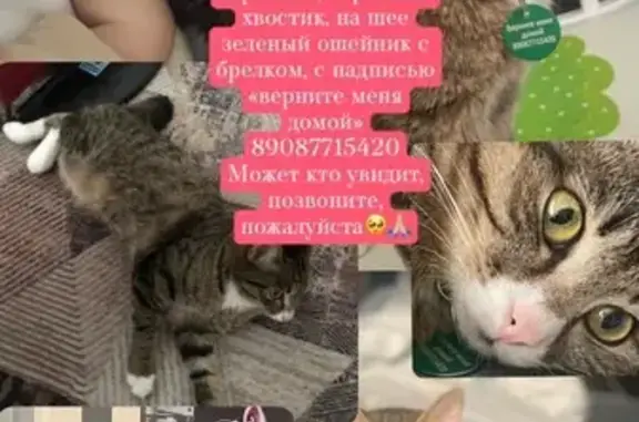 Пропала кошка, Зеленогорск, Ангарск