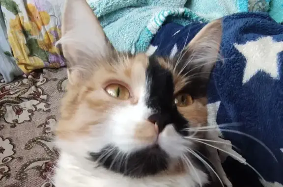 Потерянные животные Ростов-на-Дону, фото: Пропала кошка, Заповедная 104А, Ростов-на-Дону