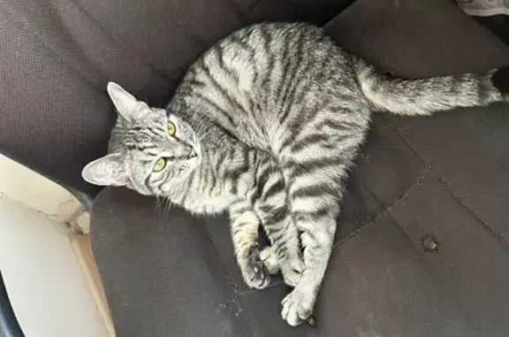 Найдена кошка, , фото: Кошка найдена на ул. Лётчика Ульянина