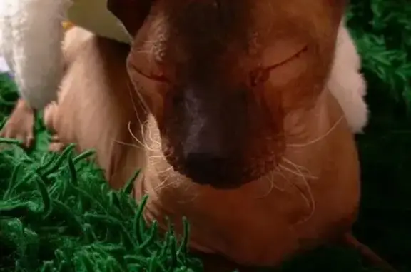 Кошки потеряшки, Оренбург, фото: Потеряшка кошка, Комсомольская 125, Оренбург