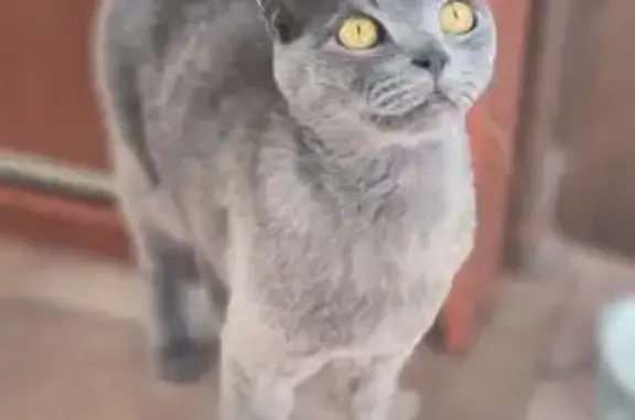 Кошка найдена: ул. Анатолия, 110, Барнаул