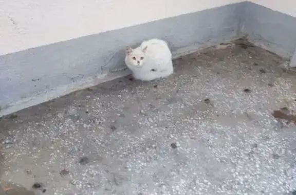 Кошка найдена на Бебеля, 148, Екатеринбург