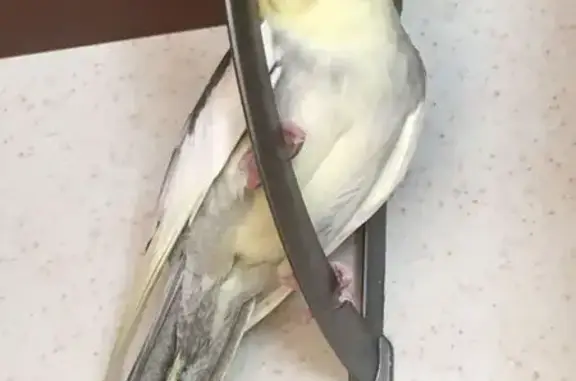 Объявления о пропавших и найденных животных, Корсаково-1, фото: Пропала птица, Союзная 1, Корсаково-1