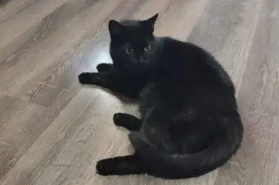 Кошка найдена на Осипова 5, Томск