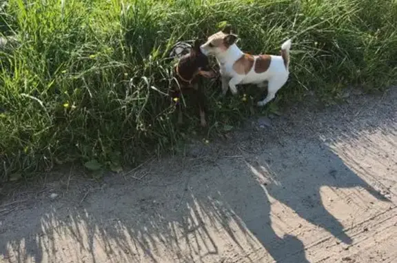 Собака найдена: Суздальская ул., Ярославль