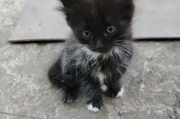 Найдена кошка, , фото: Кошка найдена: Семчинская ул., Рязань