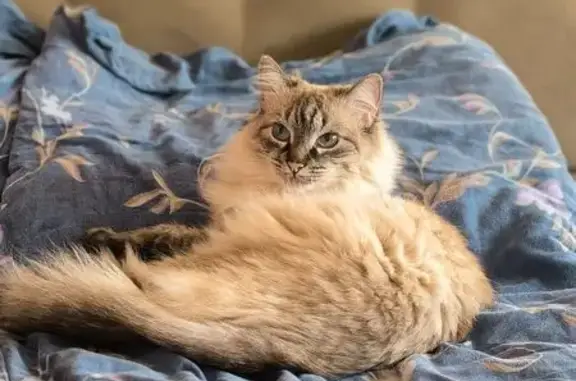 Пропала кошка, ул. Чкалова, Саратов