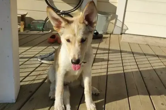 Найдена собака, Московская область, фото: Собака найдена в ошейнике, МО