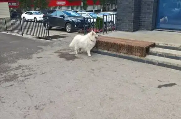 Найдена собака, Уфа, фото: Собака найдена, ул. Красина 19, Уфа