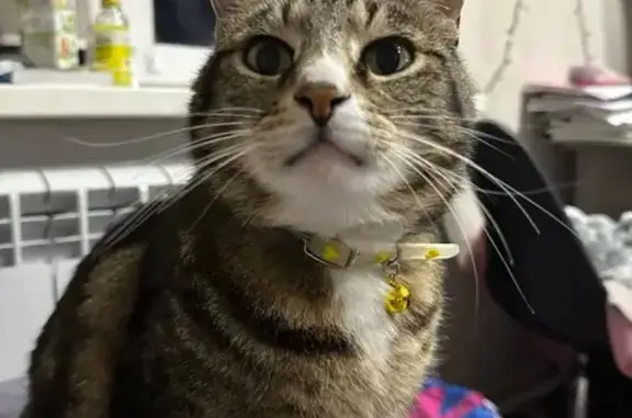 Кошки потеряшки, Комсомольск-на-Амуре, фото: Потеряшка кошка, 3-я Дальневосточная, 5