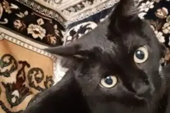 Объявления о пропавших и найденных животных, Тобольск, фото: Пропал кот, Первомайская ул. 14, Тобольск