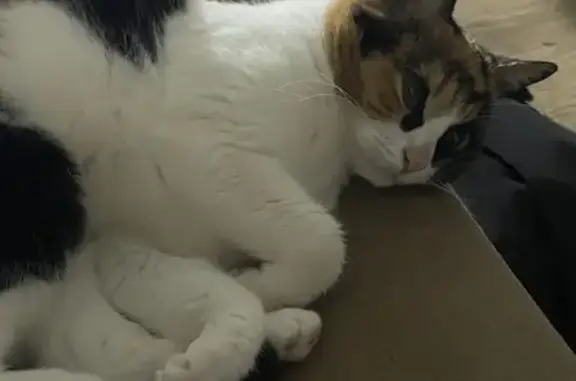 Кошки потеряшки, , фото: Потеряшка кошка, ул. Мусоргского, 21