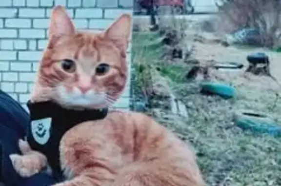 Пропала кошка, Баумана 9, Вышний Волочёк