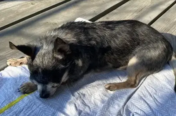 Собака найдена: 8-я линия, Аннинское