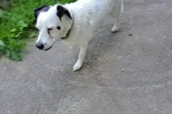 Найдена собака, Дивногорск, фото: Собака у подъезда 18, ул. 30 лет Победы