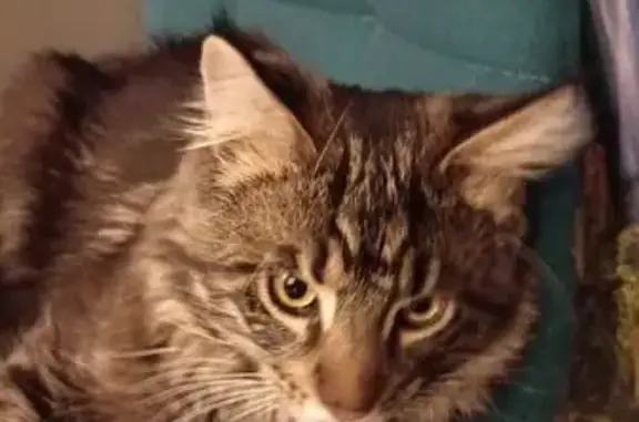 Пропала кошка, Восточная ул. 10, Дзержинск