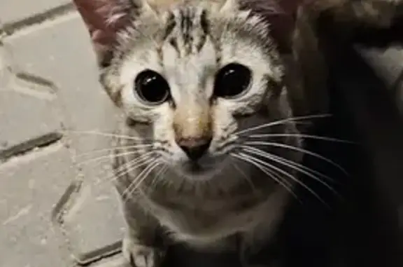 Найдена кошка, Кондрово, фото: Кошка найдена: Кооперативная 4, Кондрово