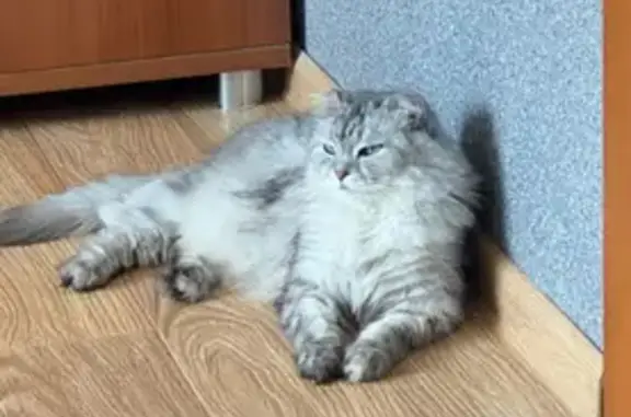 Кошки потеряшки, Полысаево, фото: Потеряшка кошка, ул. Космонавтов 68, Полысаево