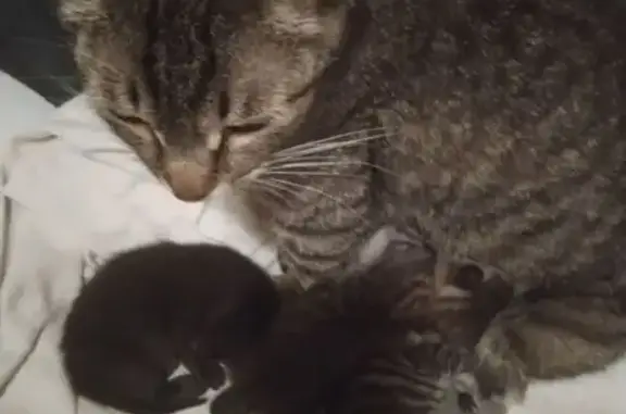 Кошка с котятами, ул. Карпинского, 48