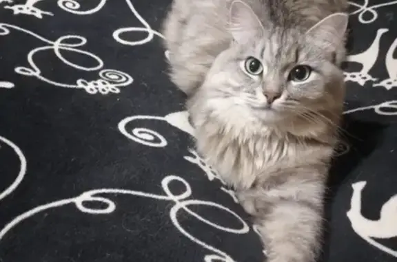 Кошки потеряшки, Челябинск, фото: Потеряшка кошка, ул. Сони Кривой, 65, Челябинск