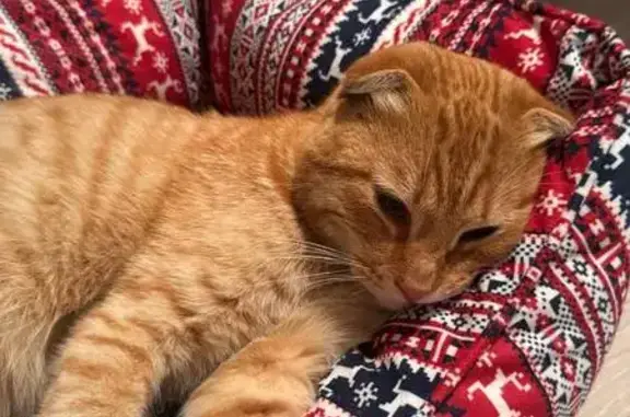 Кошка найдена у магазина, 8, Старый Оскол