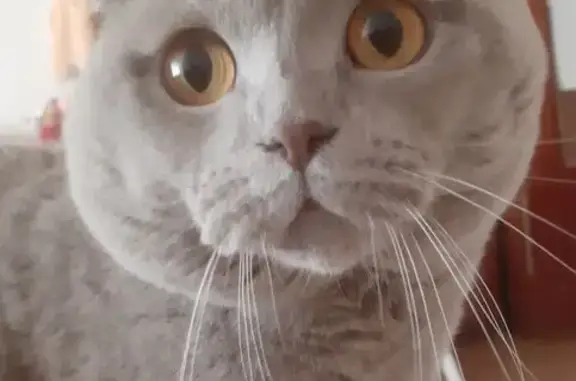 Кошки потеряшки, Киров, фото: Потеряшка серая кошка, Воровского 121, Киров