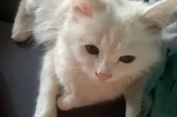Пропала кошка, ул. Зорге, 6, Новосибирск