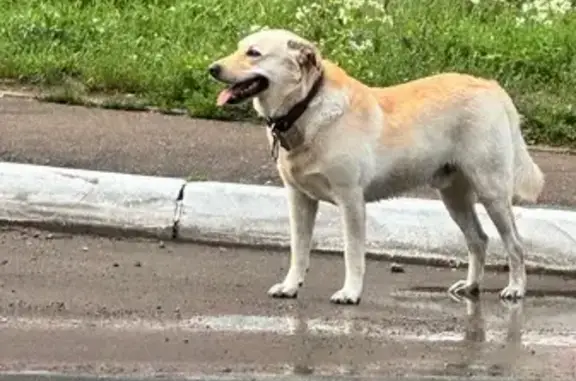 Собака найдена на Наугорском шоссе, 70