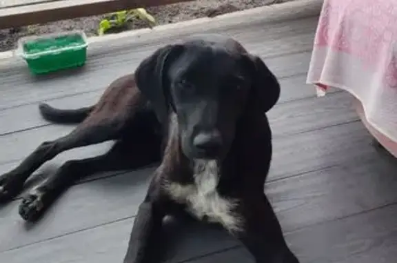 Найдена собака, Воронежская область, фото: Собака найдена в Девицком, Воронежская обл.