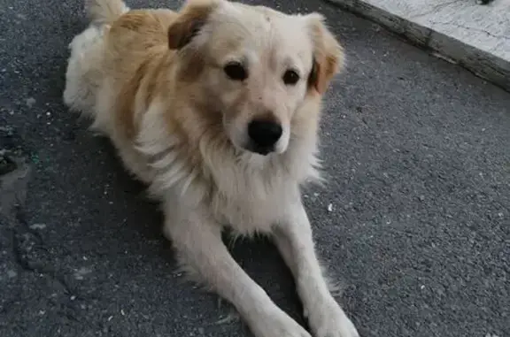 Найдена собака, 5-й Линейный пр., 42