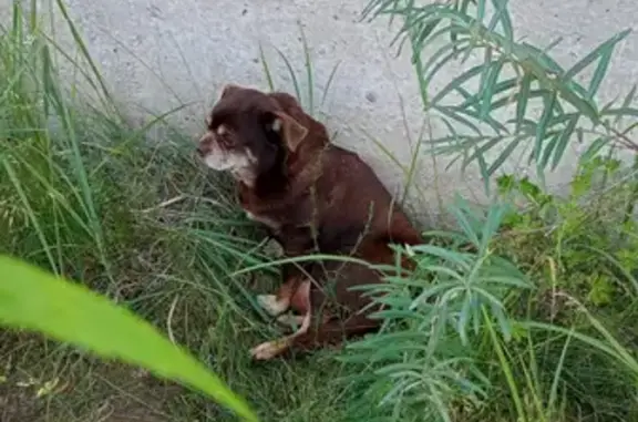 Найдена собака, Демихово, фото: Найдена собака, Демихово, 46К-7060