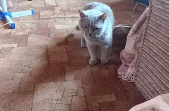 Пропала кошка Сима, 5-я линия, Морозовское