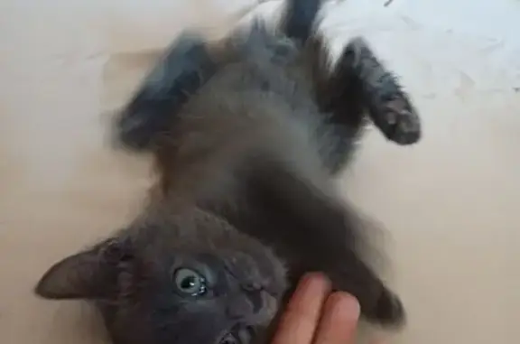 Найдена кошка, ул. Виктора Уса, 5, НСК