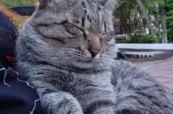 Кошка найдена, ул. Полины Осипенко, 25